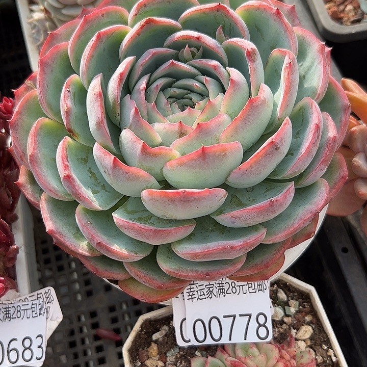 幸运的是我没有遇到幸运