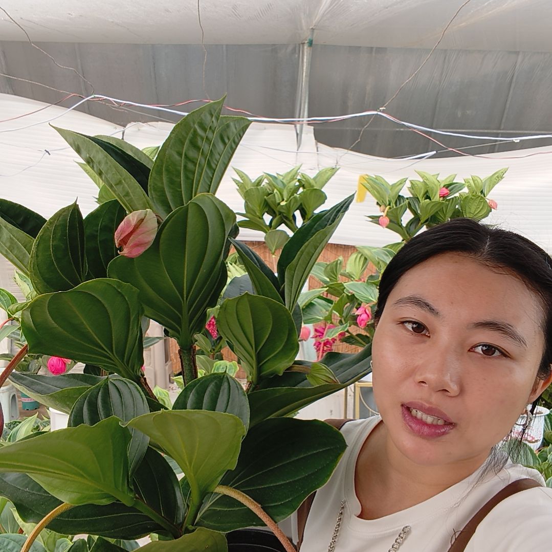 宝莲灯一物一拍基地直发