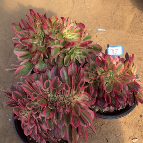 728多肉植物组合