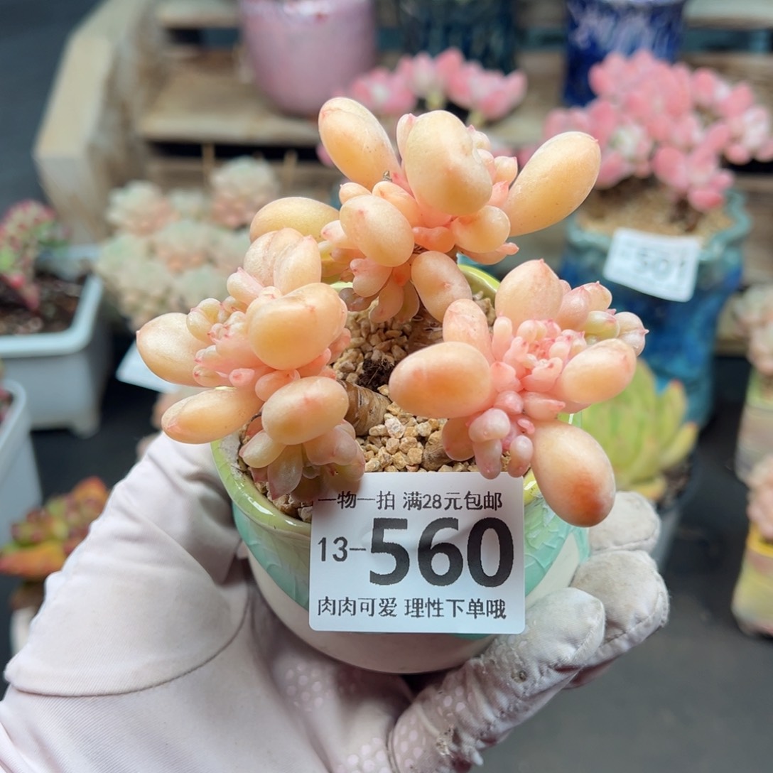 艾尔盖茨多多肉多肉多肉