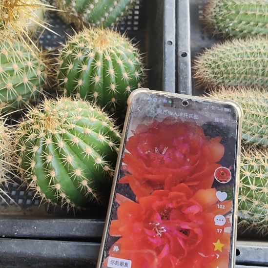 仙人球毛花柱捣蛋鬼侧芽