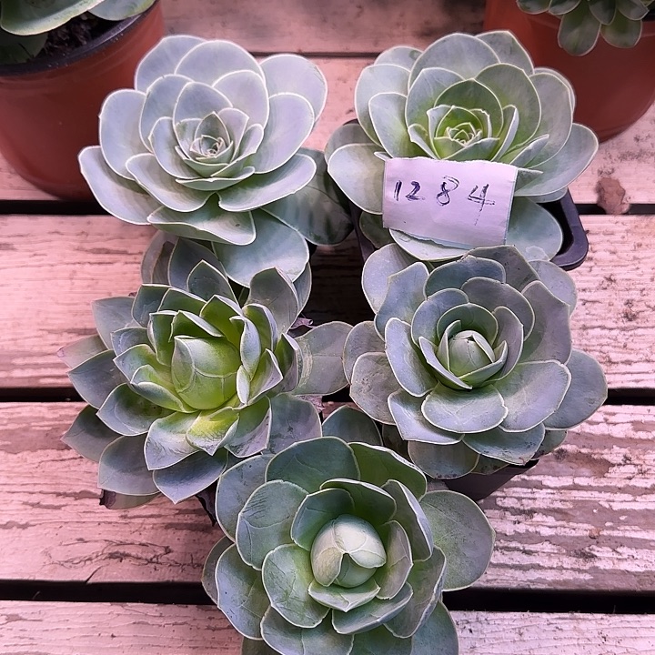 山地玫瑰一物一拍1284带盆发