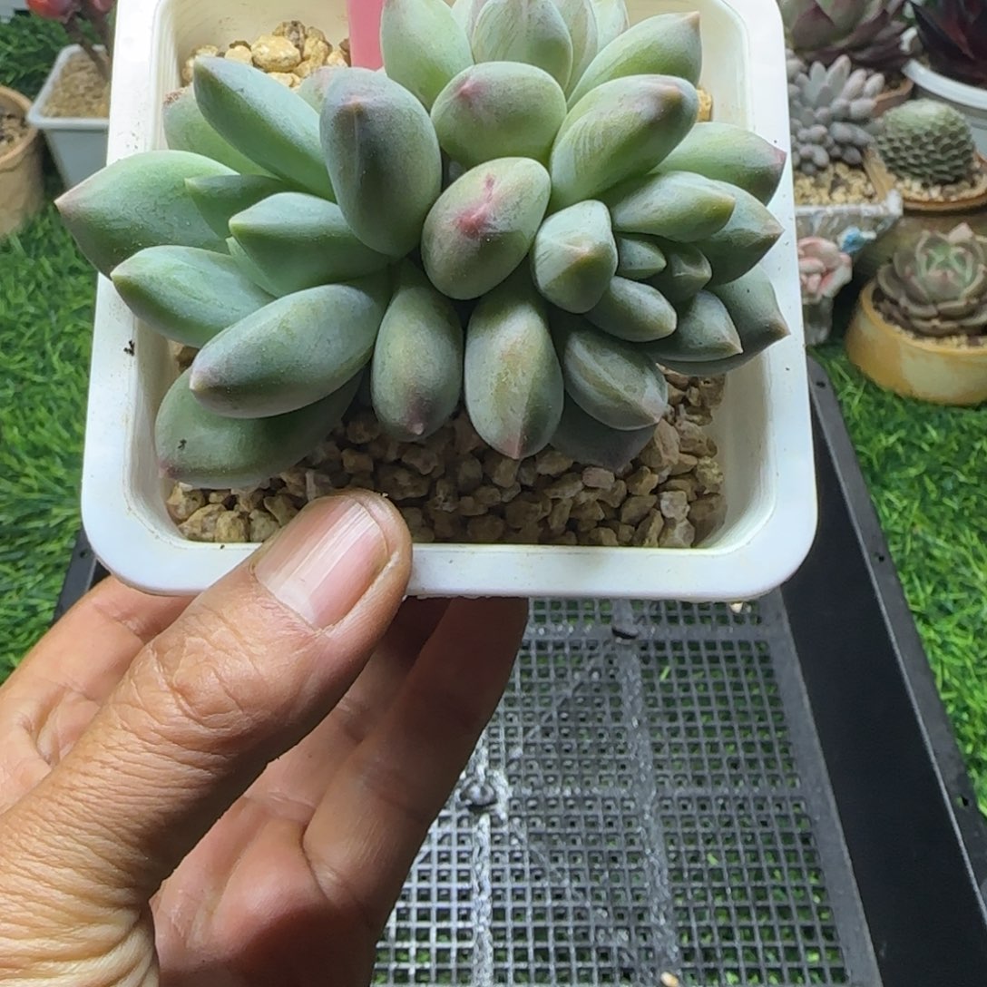 锦安精品多肉编号206