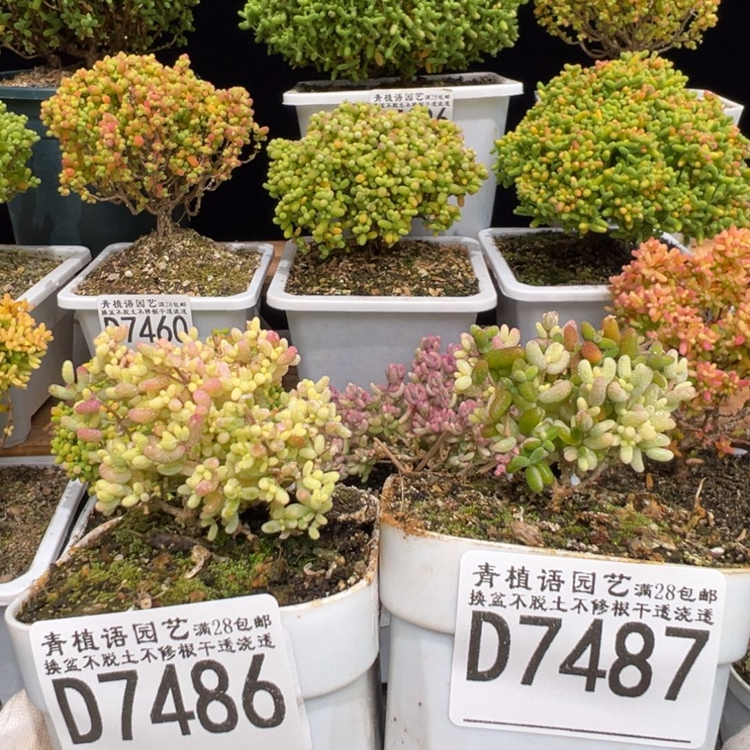 橙***子D7486 D7487米粒锦枝干