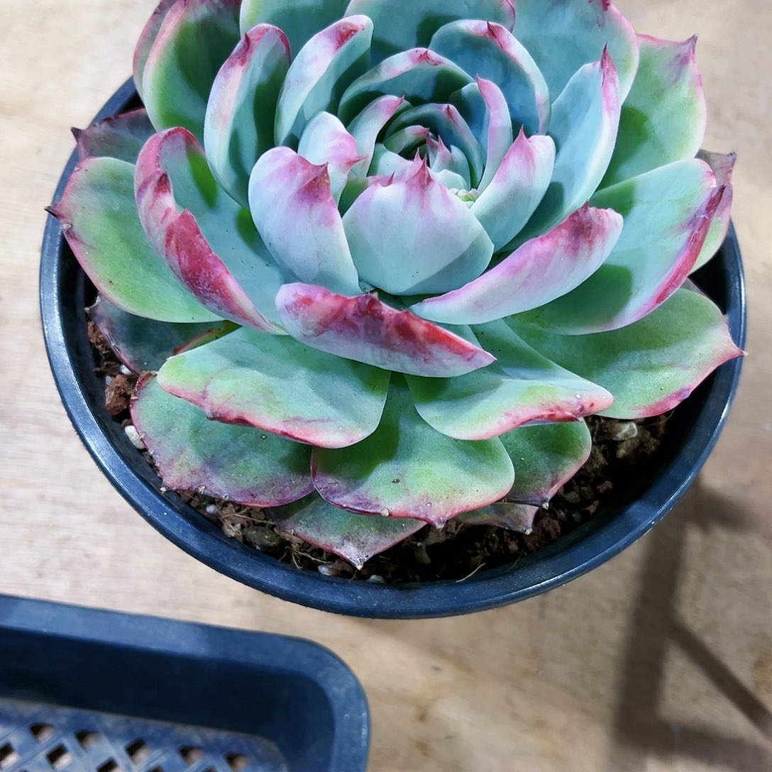 三*钱三毛惊鸿仙子多肉