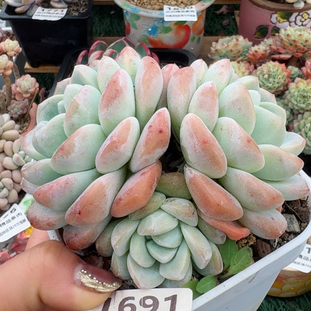 1691一物一拍（满28包邮）