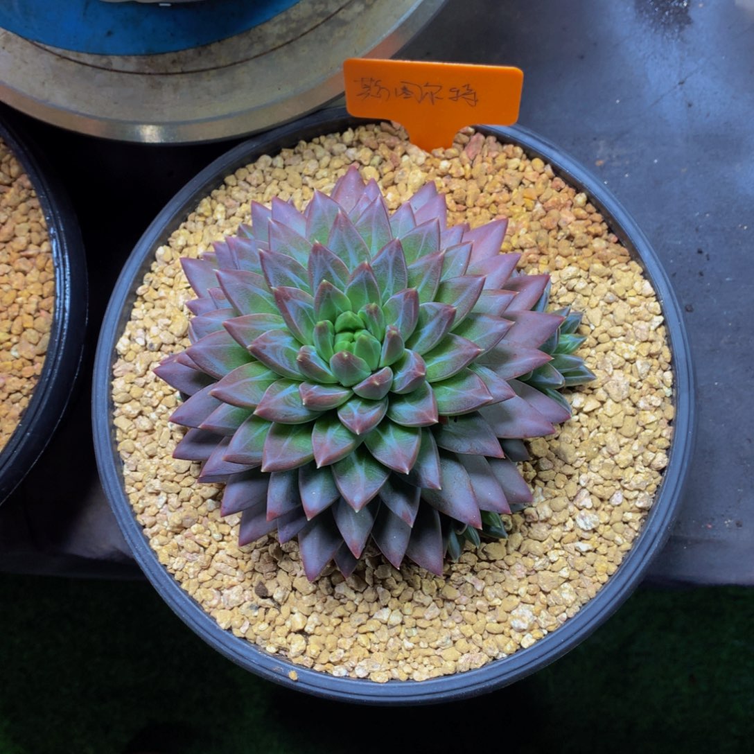 用***琦哈哈哈哈哈哈哈哈哈哈