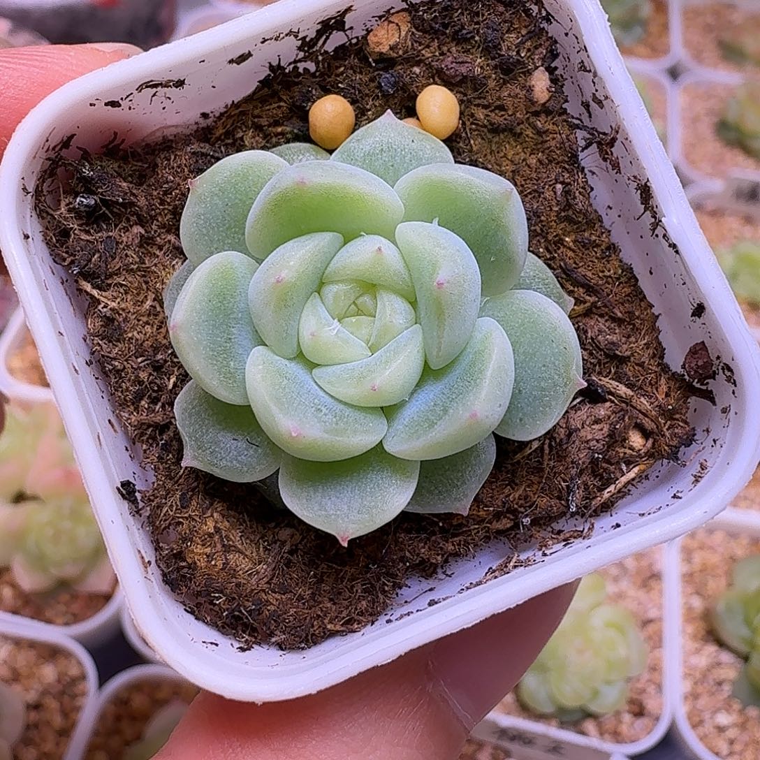 葵葵子白财富一物一拍