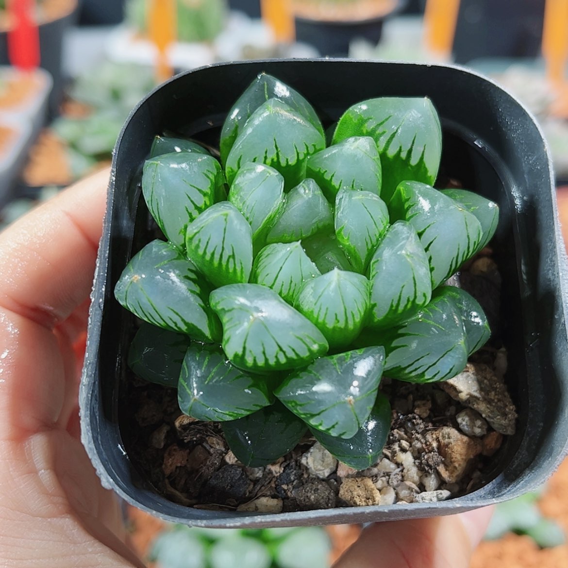 【闪购商品】北极之光