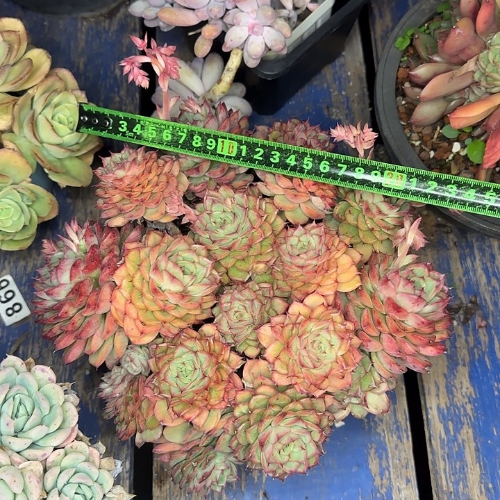 蜡牡丹杂交229 多肉植物一物一拍