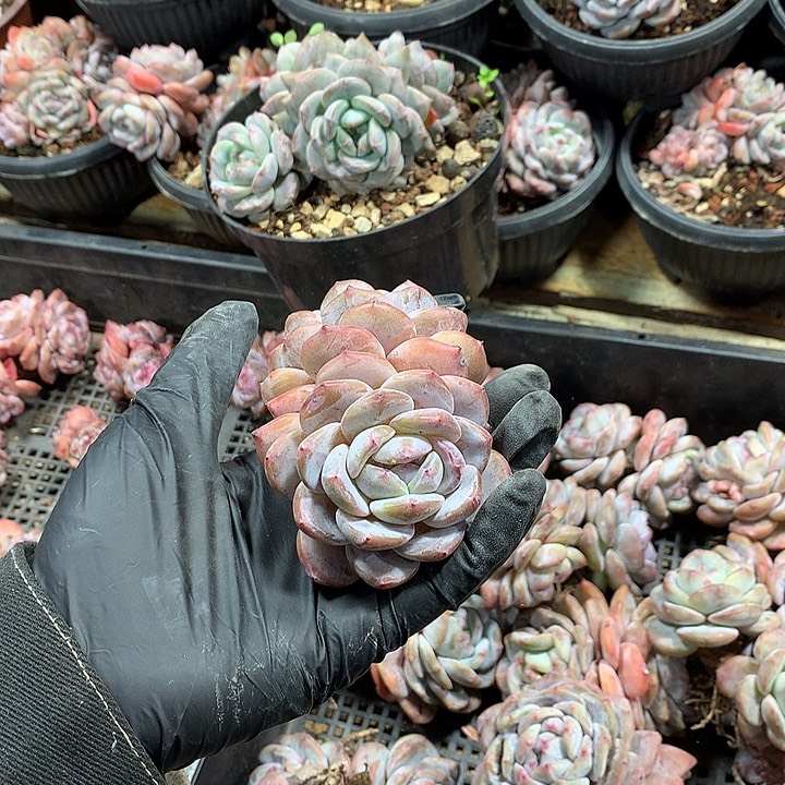 哈哈哈哈哈哈哈星影多肉