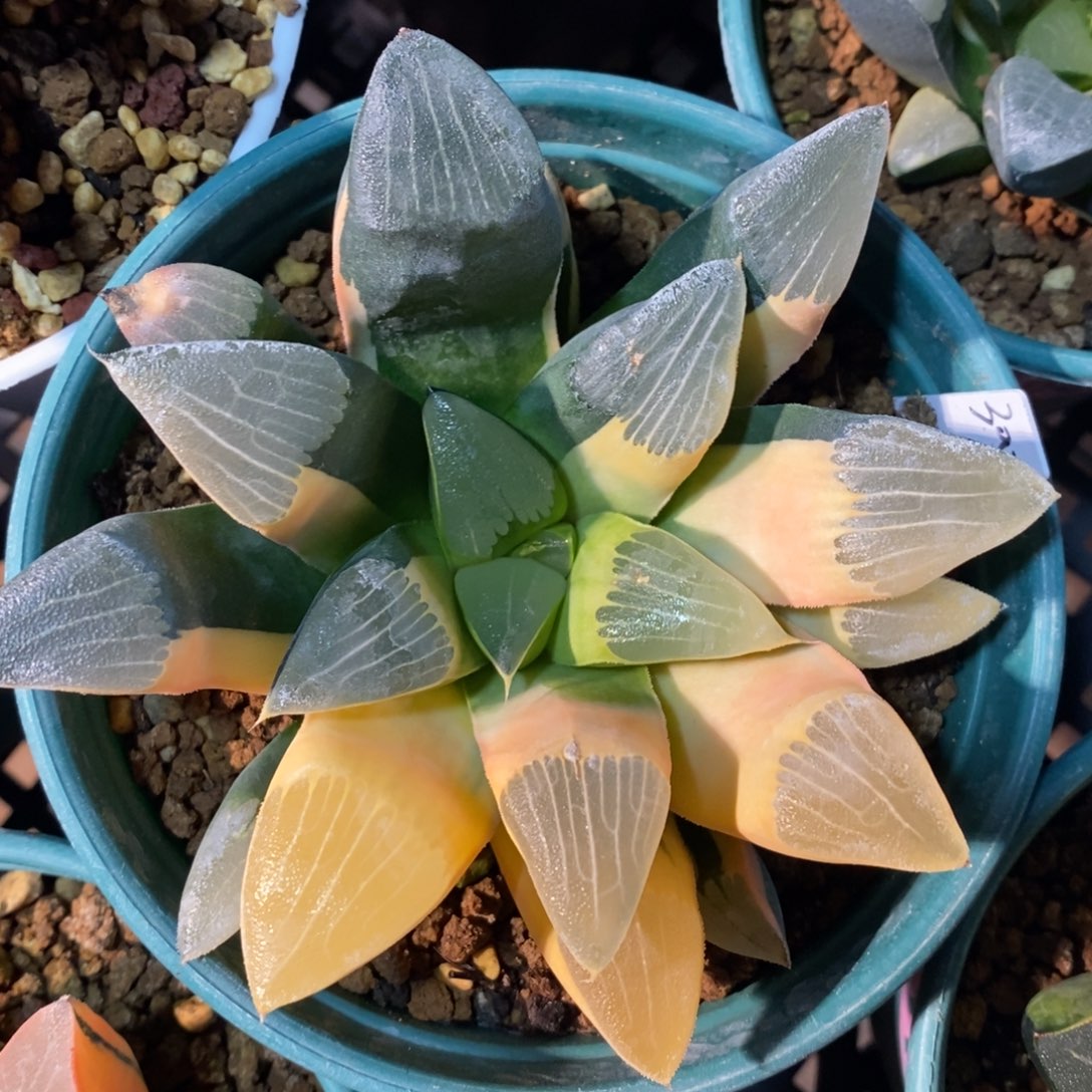 一颗实生大克锦    