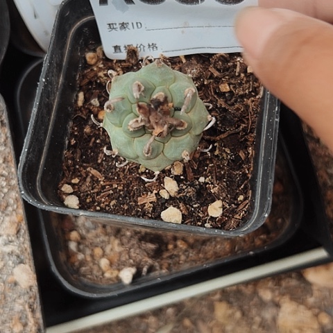 完全开放你*由385仙人球