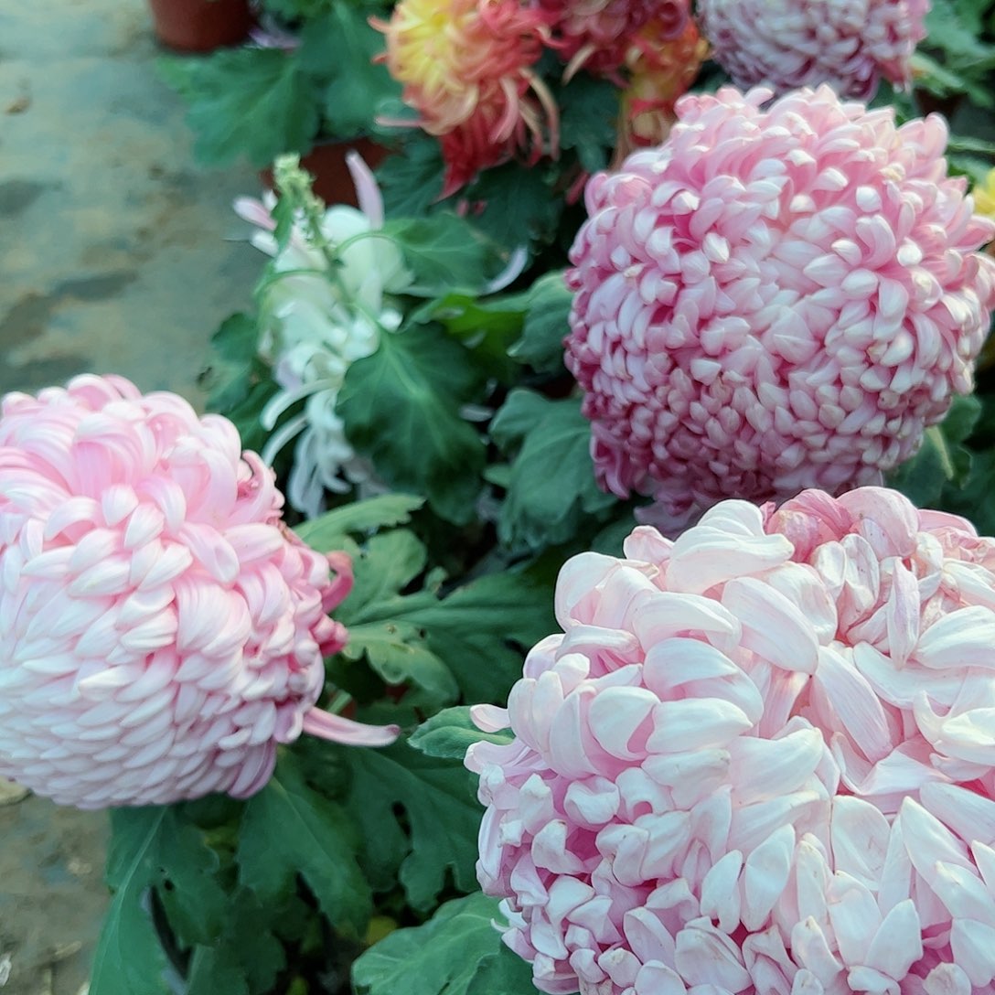 完全开放粉色国华大球随机开爆木本不受后