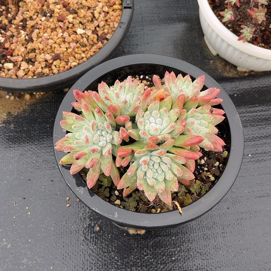 小鹿多肉一物一拍