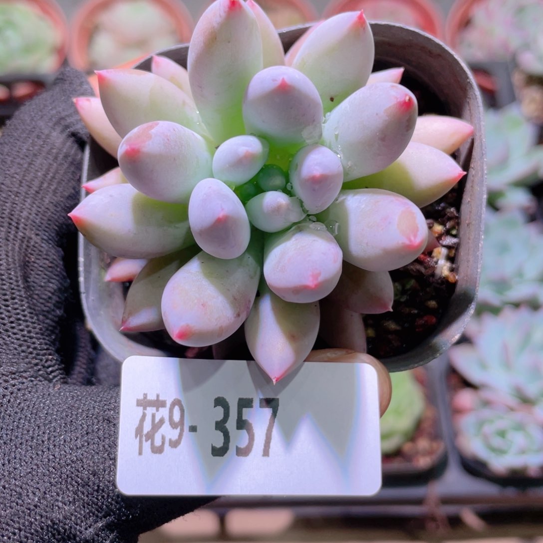 花利美9-357奶瓶