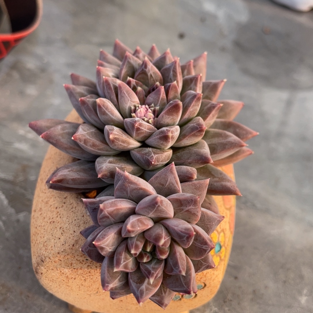 克拉克双头9公分左右