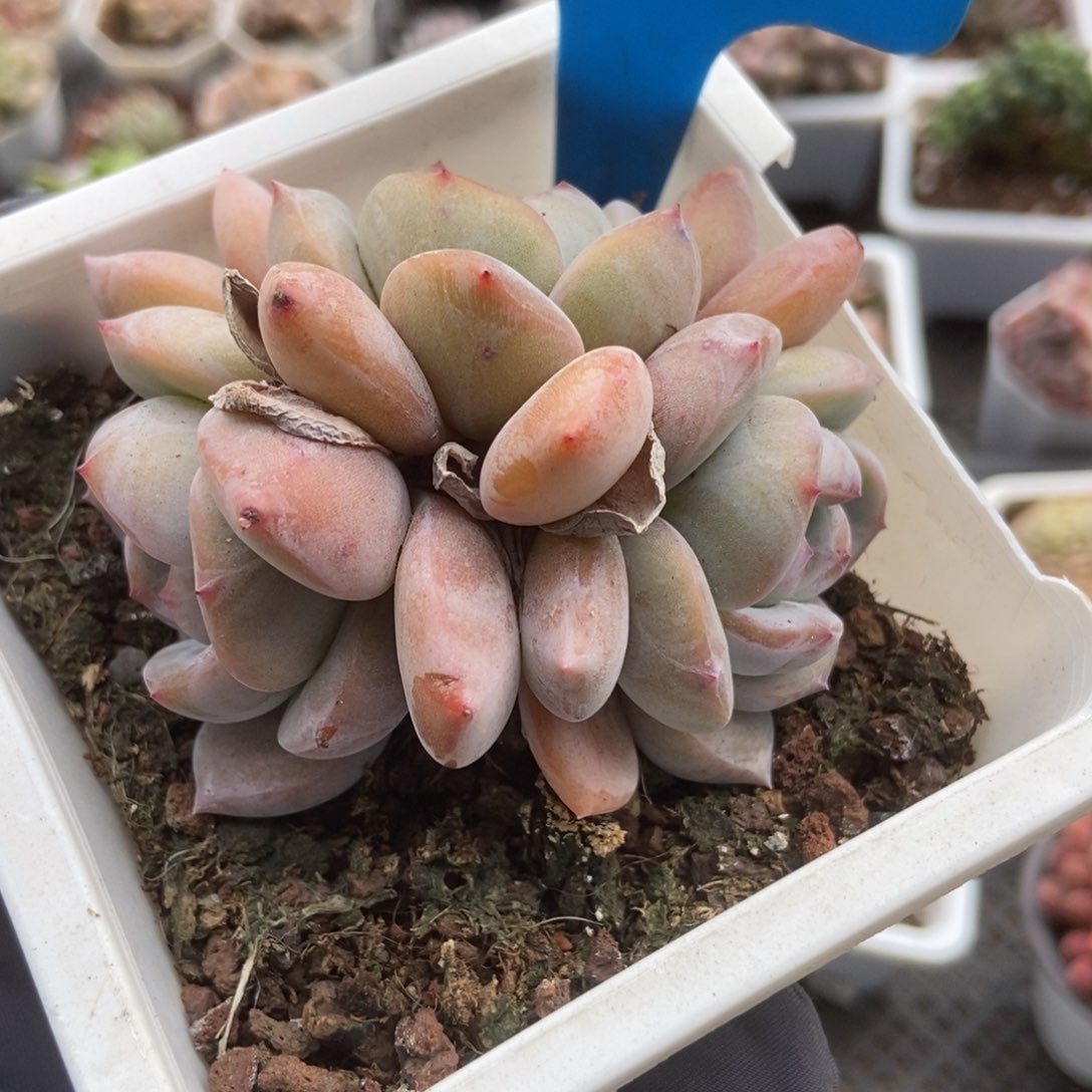 852石榴籽多肉植物