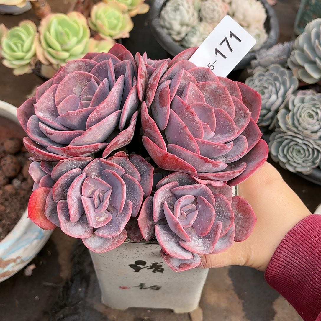 同温层多肉尘埃玫瑰171