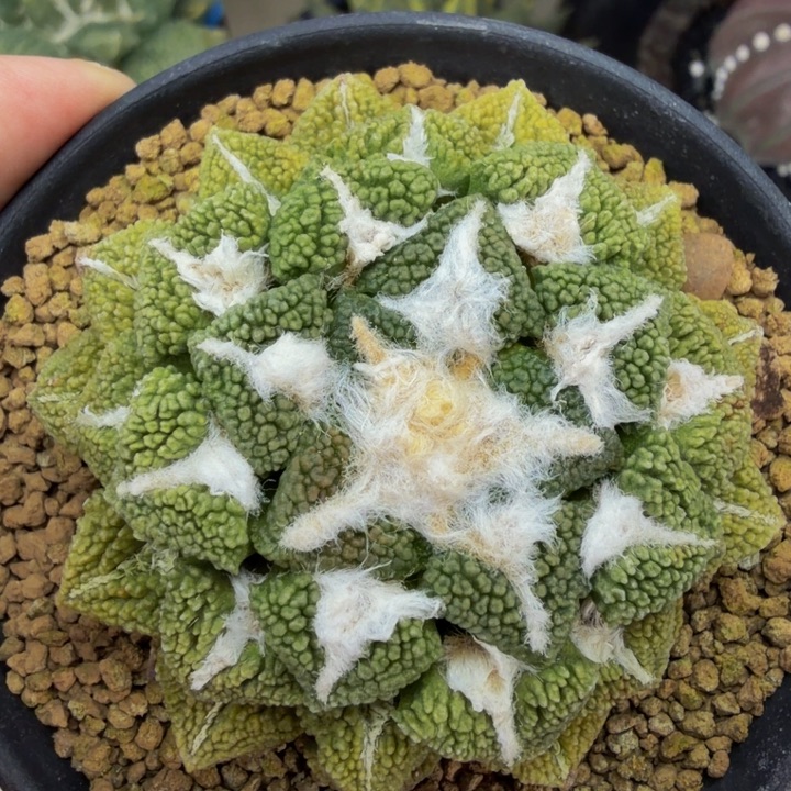 特肥特厚特凸颗粒黄体锦