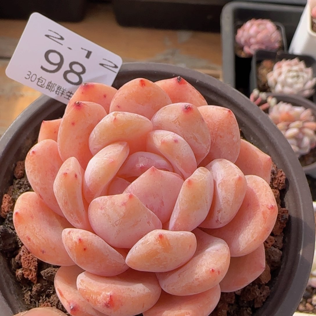 韩橙单头一颗脱土发货