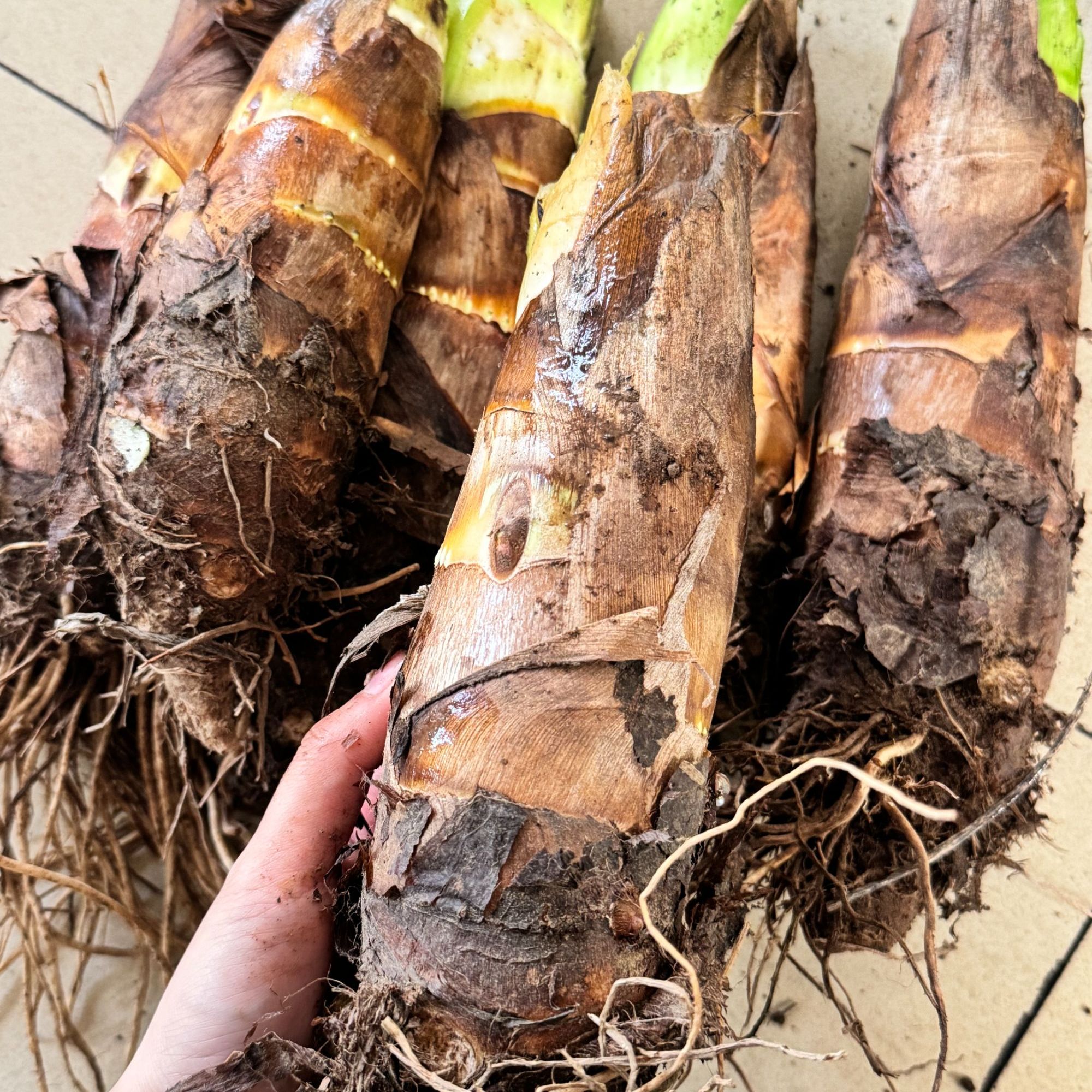 【满贡特色香芋】5斤装新鲜现挖软糯香甜香芋农家新鲜芋头