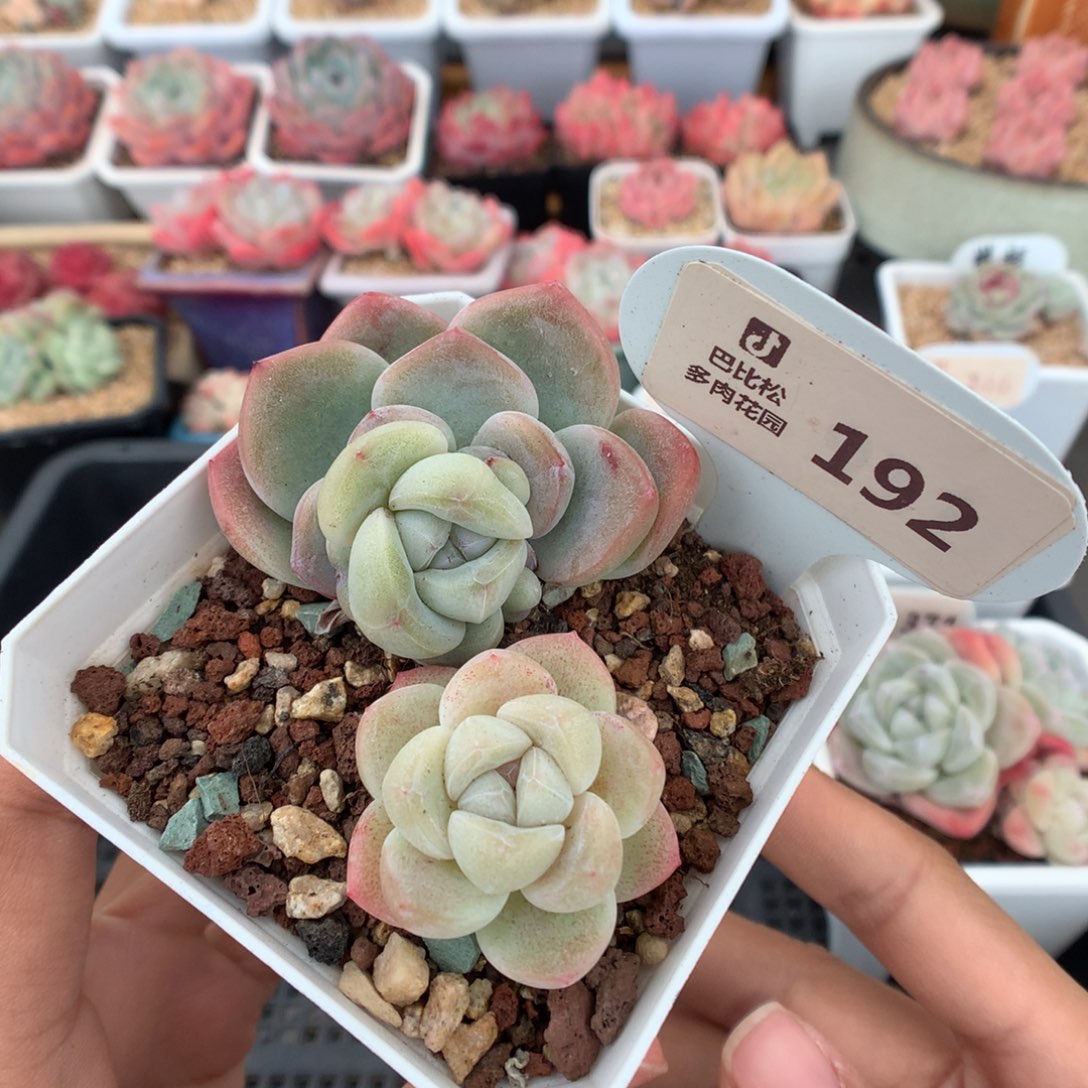 192冰玉多肉植物