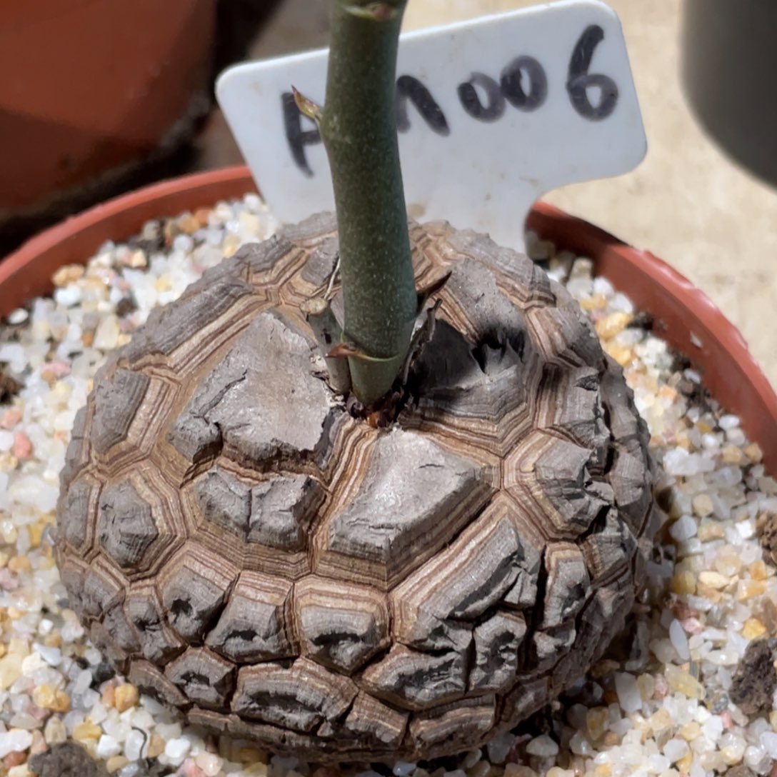 盆栽，龟甲龙7.7公分