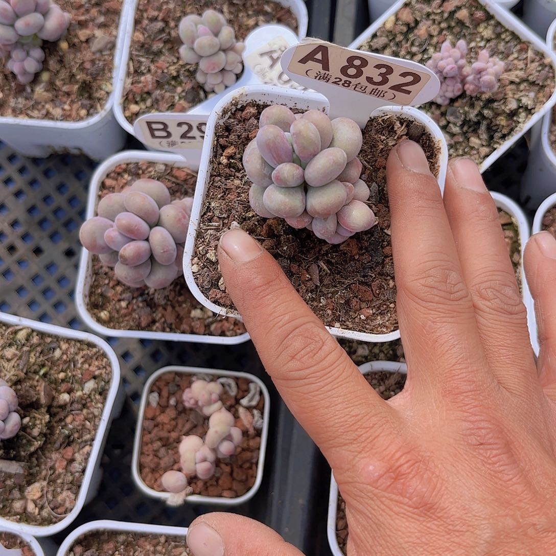 A832月光石一物一拍