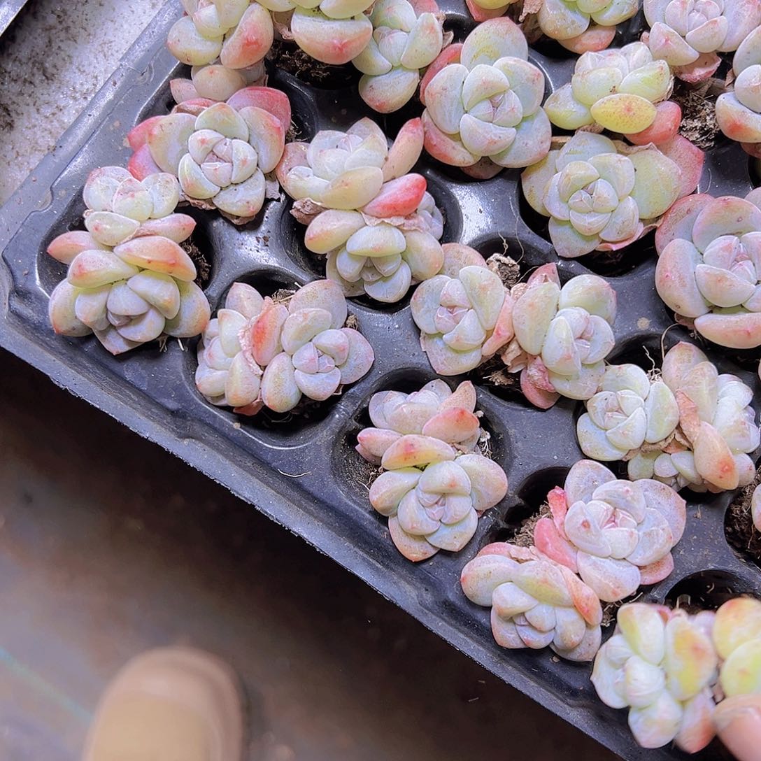 双头冰玉7个19包邮