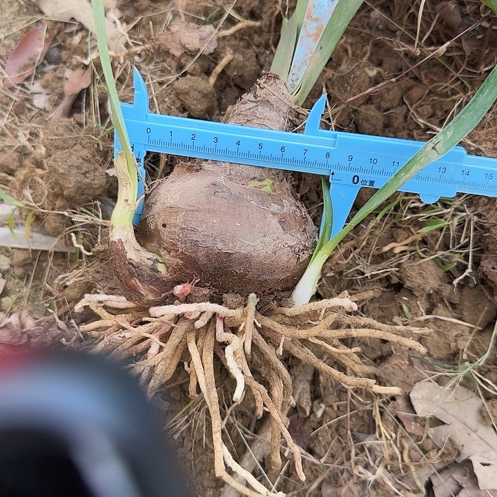 笑脸朱顶红一棵8+带侧