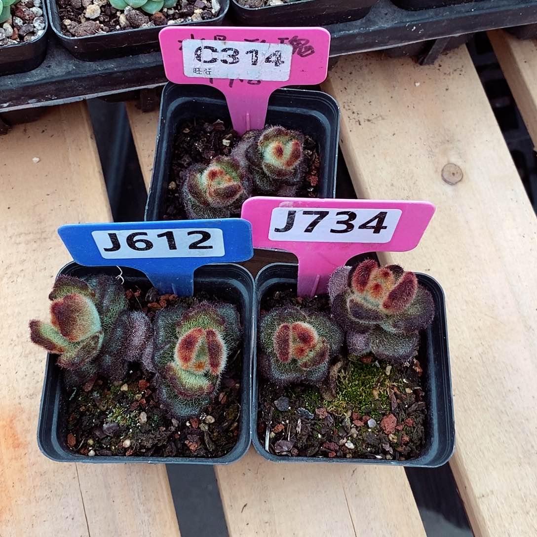 。***。泰迪熊3颗5-6cm多肉植物