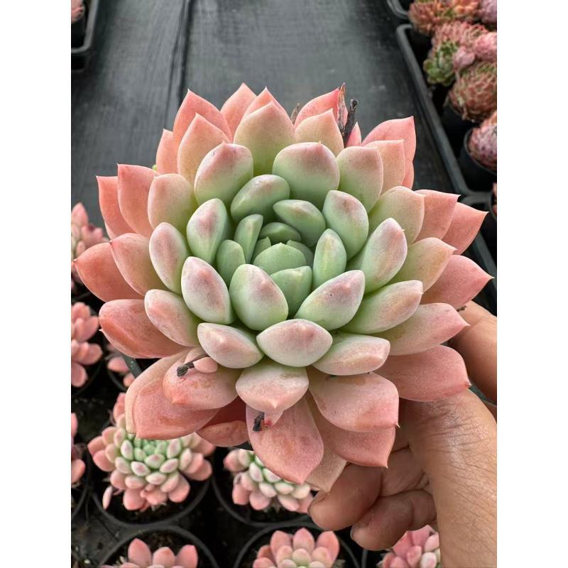 10#白雪兰多肉植物    前男友精品多肉sm0647