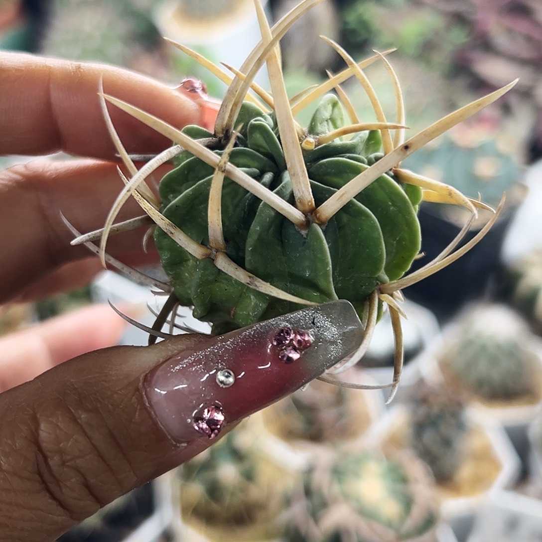 龙剑有根仙人球66666666