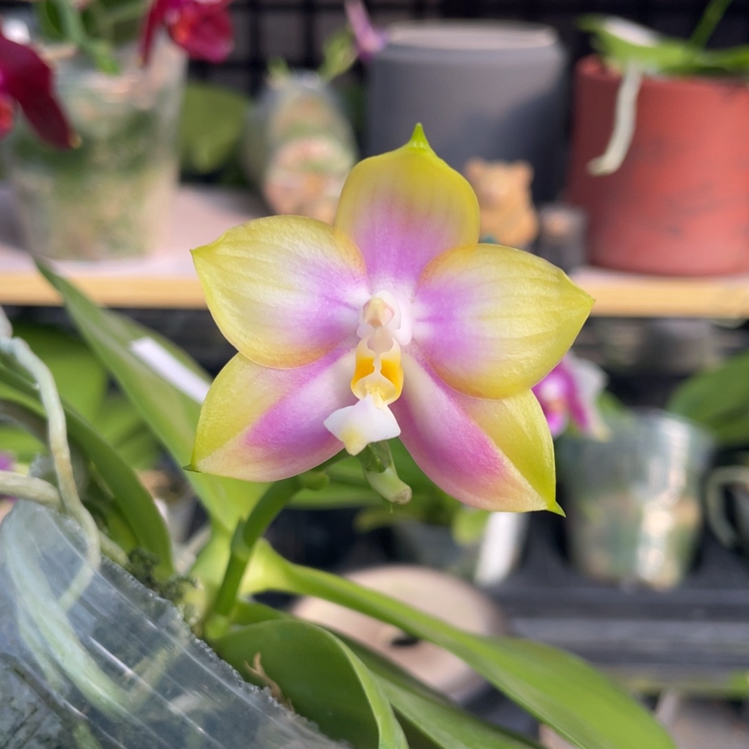 完全开放龙玛丽2,5寸