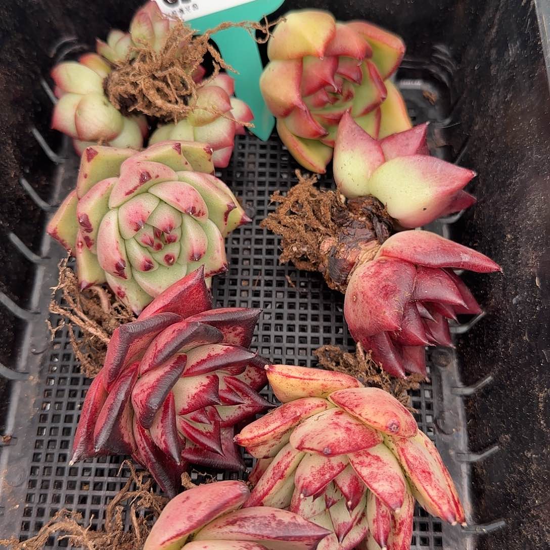 从前慢花园精选0116-126