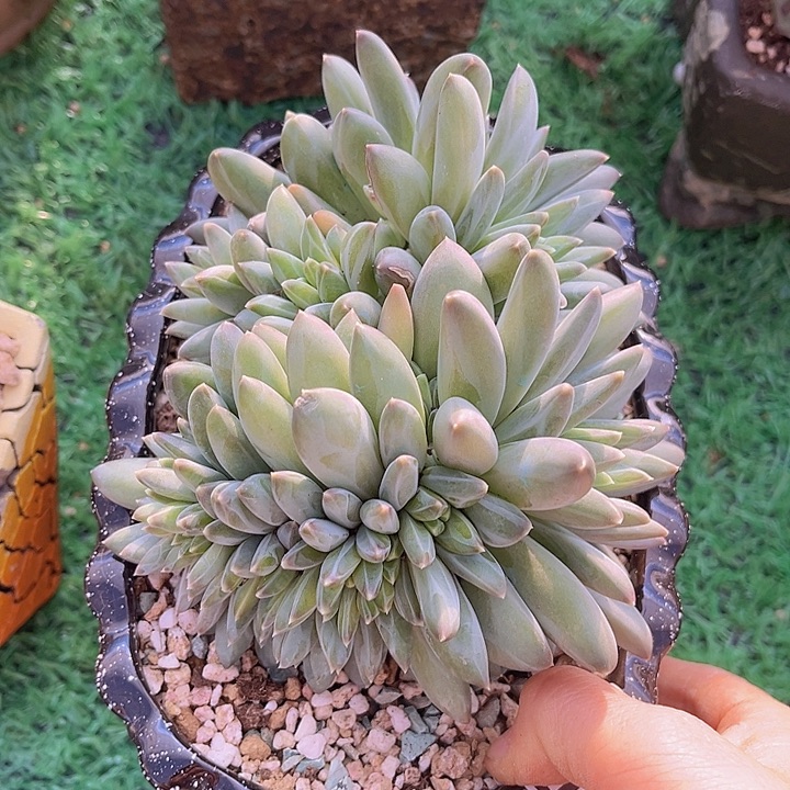 梵高12151多肉植物