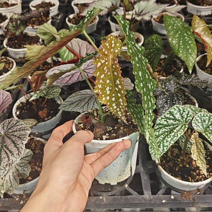粉旗鱼秋海棠一物一拍