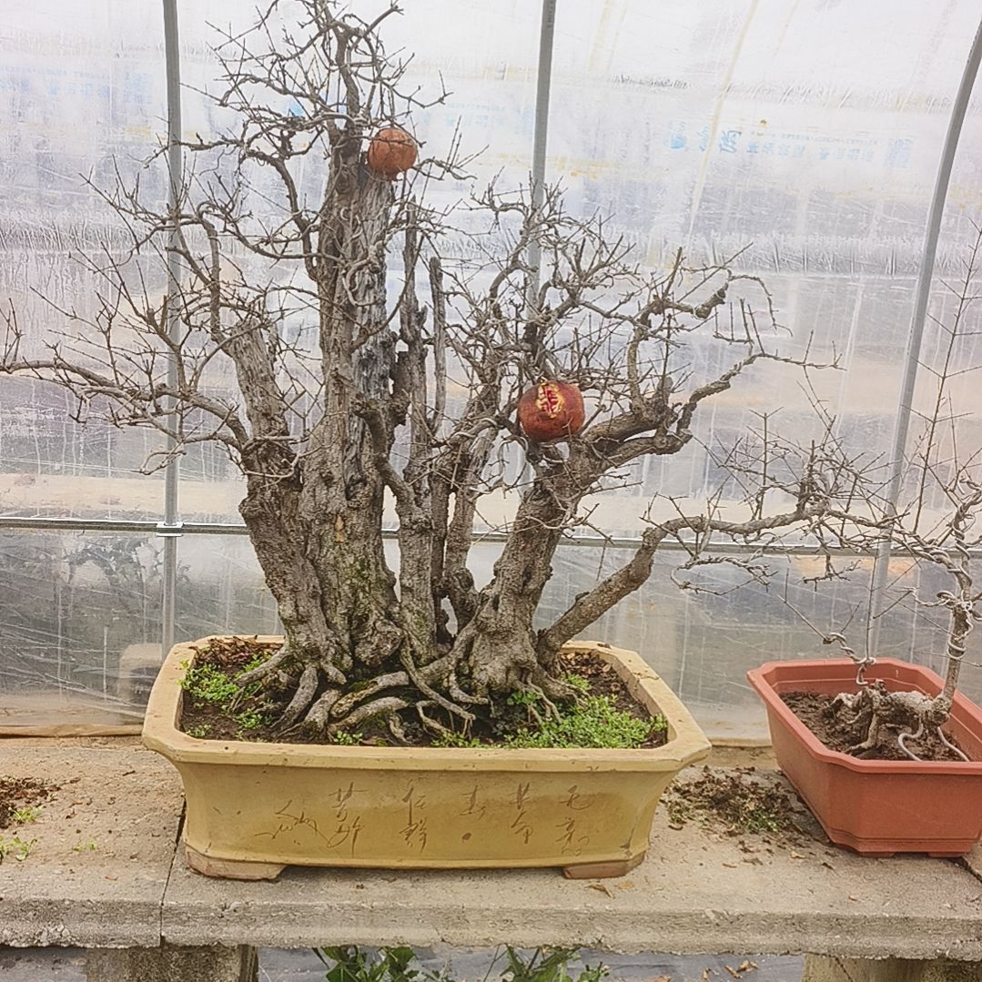 以实际为准高端丛林式年功桩石榴盆景