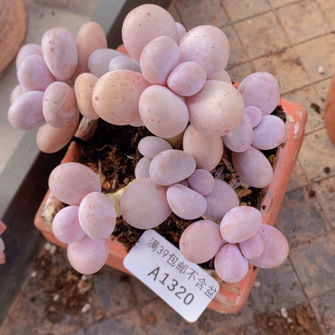 水光针奶酪12cm1320多肉植物