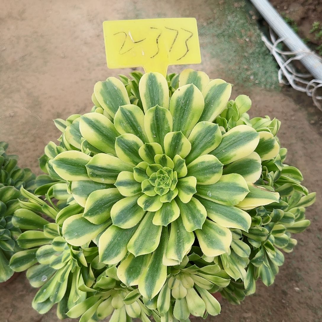 2-373---多头多肉植物金
