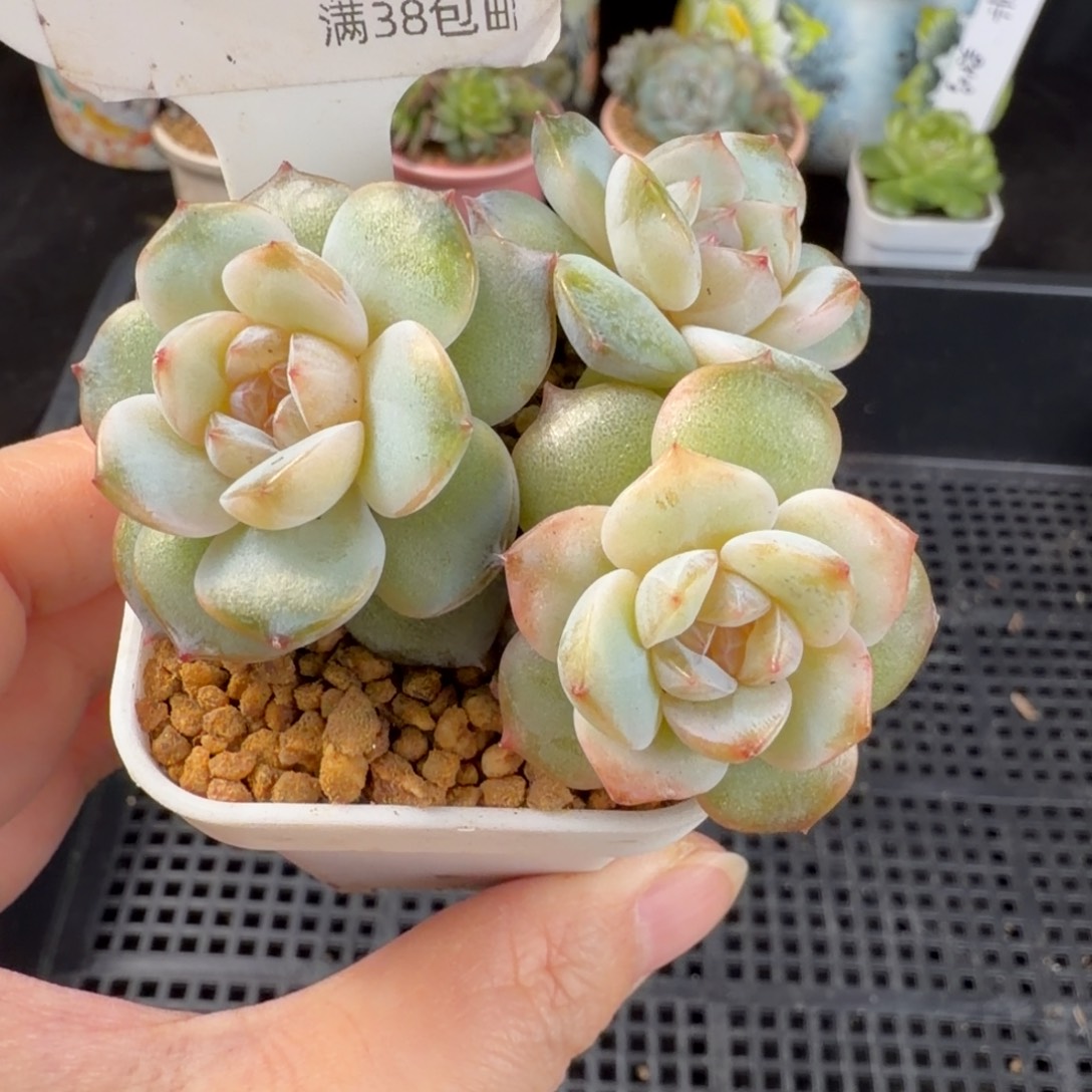 粉霞三头群146号一颗