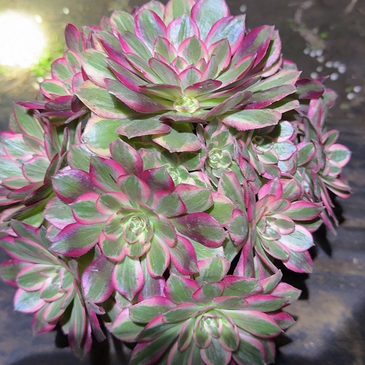 精品倾城捧花亏本福利