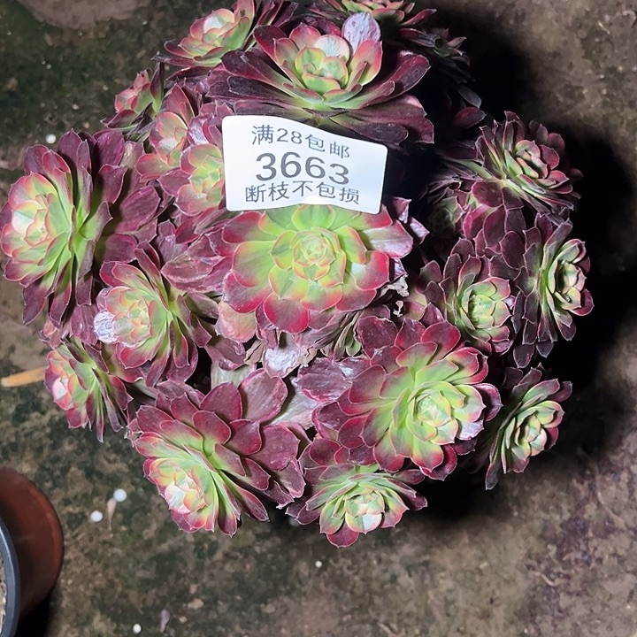 3663红玫瑰安娜多肉植物