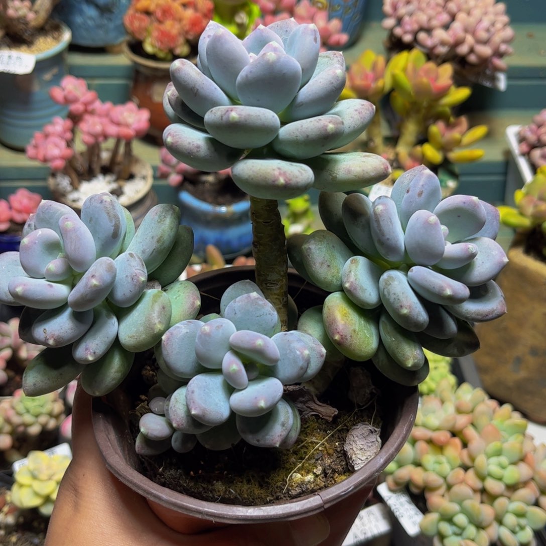 470咖啡美人14厘米多肉