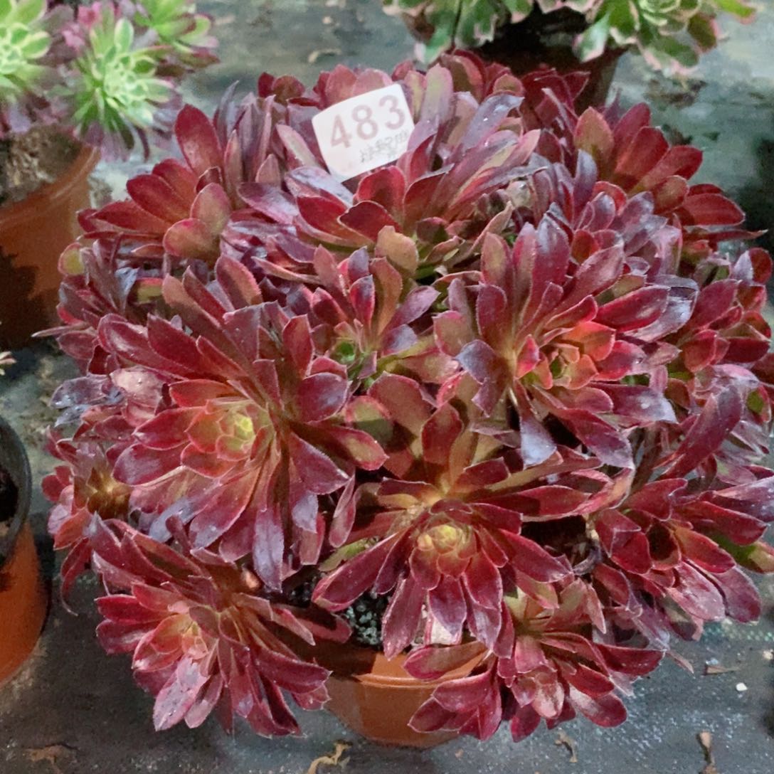 糖果安娜483多肉11111