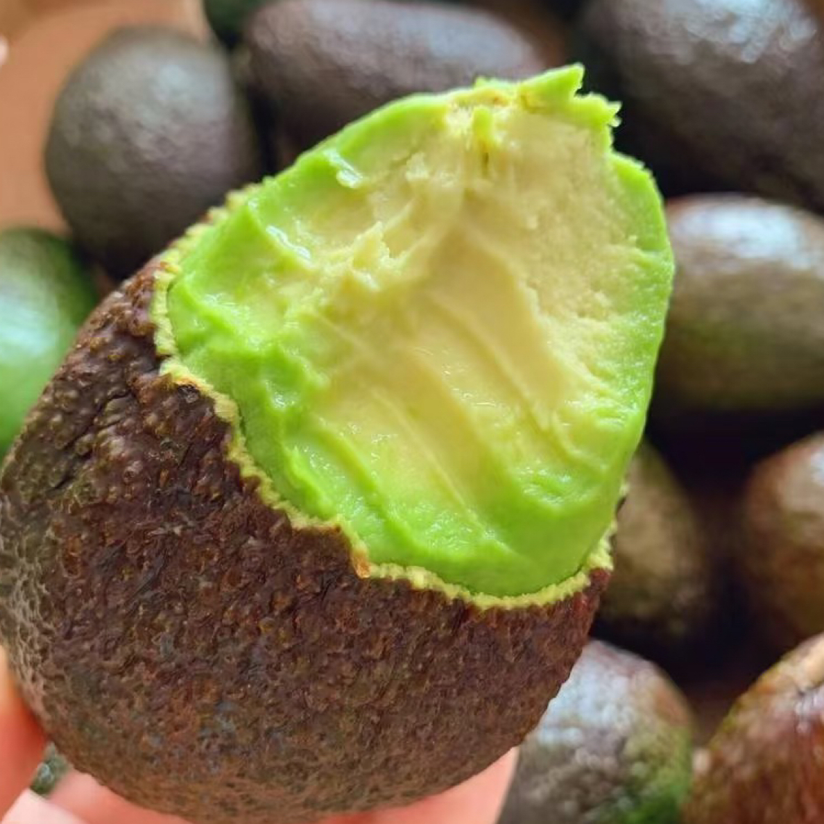 【富贵专属顺丰次日达】智利进口牛油果1公斤包邮到家牛油果智利共和国