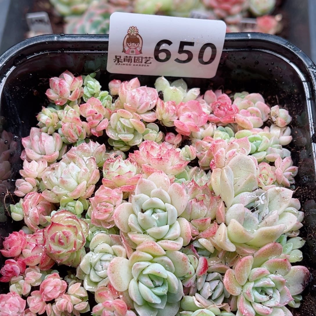 多肉植物多肉植物