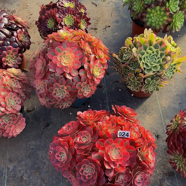 妞024粉女巫多肉法师