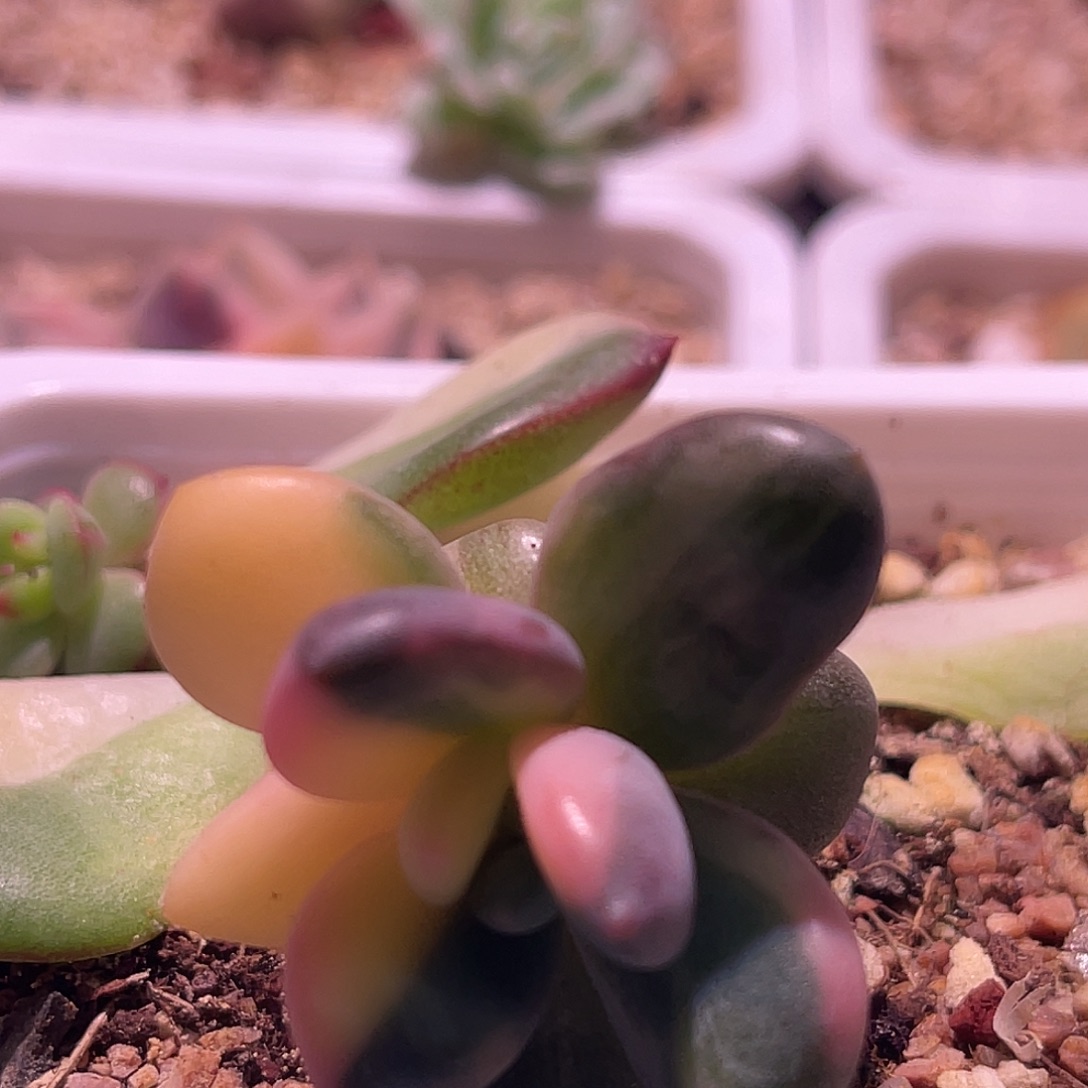 ****颜尚品园艺紫丽殿锦